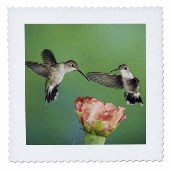 3dRose, Black-chinned Hummingbird, Prickly Pear Cactus TX - NA02 RNU0012 - Rolf Nussbaumer, 12x12 inch quilt square