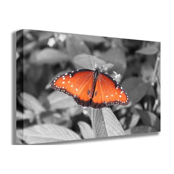 Boer Butterfly Canvas Print