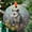 Opossum Stained220, variant on Opossum Ornament Suncatcher, Mouse Window Hanging, Opossum Lover Home Decoration, Indoor Decor, 2025, Holiday Decoration, Seasonal Keepsake Gift, 2025, Holiday Decoration,
