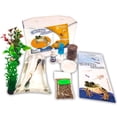 thumbnail image 1 of Kit de inicio Tadpole to Frog Nature Gift Store con 2 renacuajos, 1 of 9