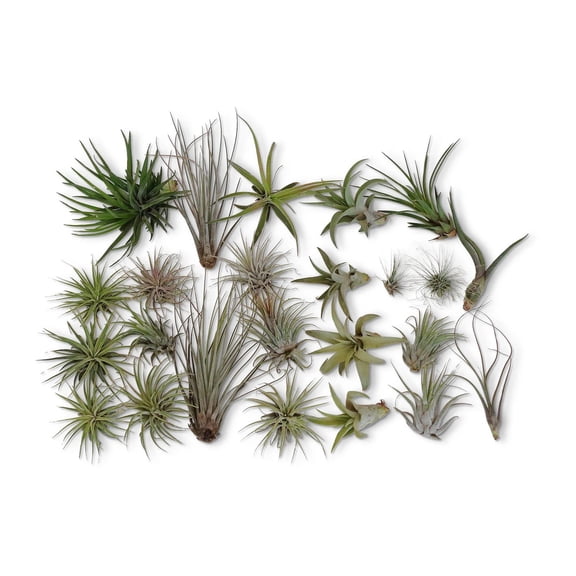 Assortment 1-6 Inch Multi Pack Tillandsia Live Plants, 24 Count