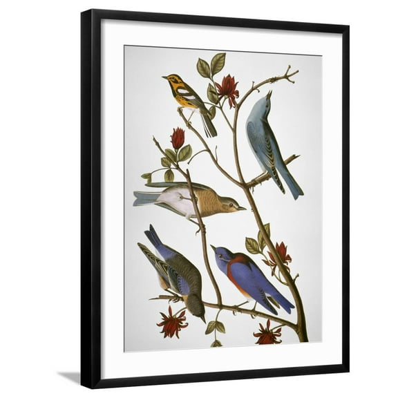 Art.com Audubon: Bluebirds Giclee Print by John James Audubon, Black Frame Wall Art, 23" x 29"