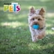 thumbnail image 2 of Juguete Pelota Prisma Ch C/Sonido Fancy Pets PELOTA, 2 of 4