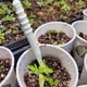 thumbnail image 1 of Sembrador de semillas de plantas Ehuebsd Mini suministros de jardinería para el hogar, 1 of 6