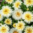 thumbnail image 3 of Direct Gardening Ice Cream Dream Shasta Daisy 4 Inch Potted White Flowering Perennial Starter Plant, 3 of 4