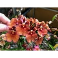 thumbnail image 3 of Fertilizer (MSU) 1/2lb Bag K-Lite (12-1-1-10Ca-3Mg). Excellent for s & Houseplants - Urea (Greencare), 3 of 4