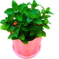 thumbnail image 5 of Fresh Common Mint Live Plant in 3.5 Inch Pot, Mint Herb Live Plant for Indoor Outdoor Growing, Spring Planting, 5 of 5