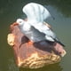 thumbnail image 5 of Estatua de flotante de resina libre jardín Patio estanque pecera escultura de gaviota pintada en estacas escritorio, 5 of 9