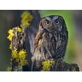 thumbnail image 2 of Fitzharris, Tim 24x19 White Modern Wood Framed Museum Art Print Titled - Western Screech Owl II, 2 of 4