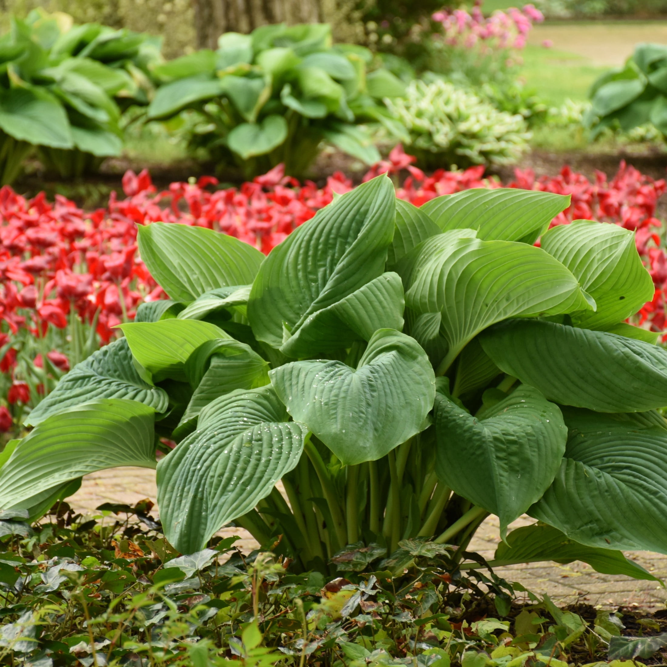Proven Winners 6" Shadowland 'Empress Wu' Hosta Live Plant in 6.5" Pot
