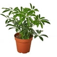 thumbnail image 3 of ⭐ Gardenera Umbrella Plant Premium Potting Mix - Experience the Difference of Hand-Mixed Quality and Natural Ingredients - 4 QUART, 3 of 3