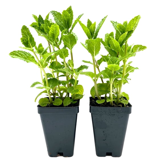 2 Spearmint Plants (Mentha spicata) | Fragrant, Fast-Growing Culinary Herb | Perennial & Hardy for Garden or Containers | Perfect for Tea, Cocktails & Cooking | Live Plants