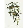 thumbnail image 2 of Gould, John 23x32 White Modern Wood Framed Museum Art Print Titled - Garrulous Honey-eater-Myzantha garrula, 2 of 4