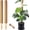 2 pack 21in, variant on 2 Pack 17 Inch Moss Pole, Stackable Moss Poles for Climbing Plants Monstera, Tall Plant Sticks Accessories, Large Coir Plant Support Stakes for Potted Plants Indoor, Pothos, Philodendron