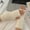 Beige, variant on Women Arm Warmers, Sleeve Fingerless Gloves Mittens with Thumb Hole for Ladies