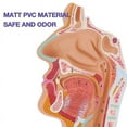 thumbnail image 5 of 2X Nasal Cavity Throat Anatomy Model Human Anatomical Pharynx Larynx Model for Students Study Display Teaching, 5 of 5