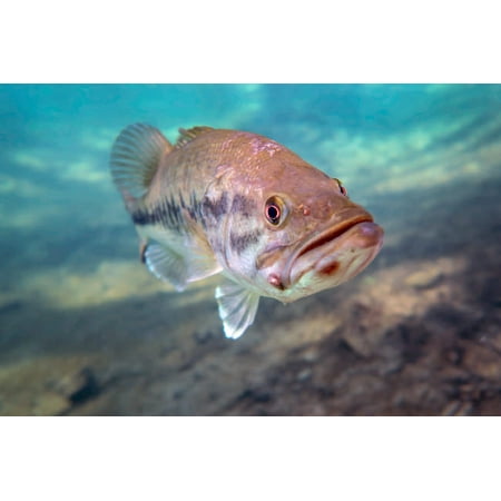 A largemouth bass faces swimming in Ponce de Leon Springs Florida Poster Print by Michael WoodStocktrek (Best Springs In Florida For Swimming)