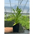 thumbnail image 2 of 3 Double Scoop Cranberry Coneflower/ Echinacea in 4 Inch Pots (one plant per pot) Deer Resistant!, 2 of 2
