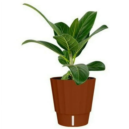 Element 8" Ficus Live Plants in 8" Black Pots