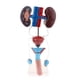 thumbnail image 2 of Modelo Profesional Anatomía Sistema Genitourinario Zulema Estatua urogenital masculina humana Zulema Estatua urogenital masculina humana, 2 of 8