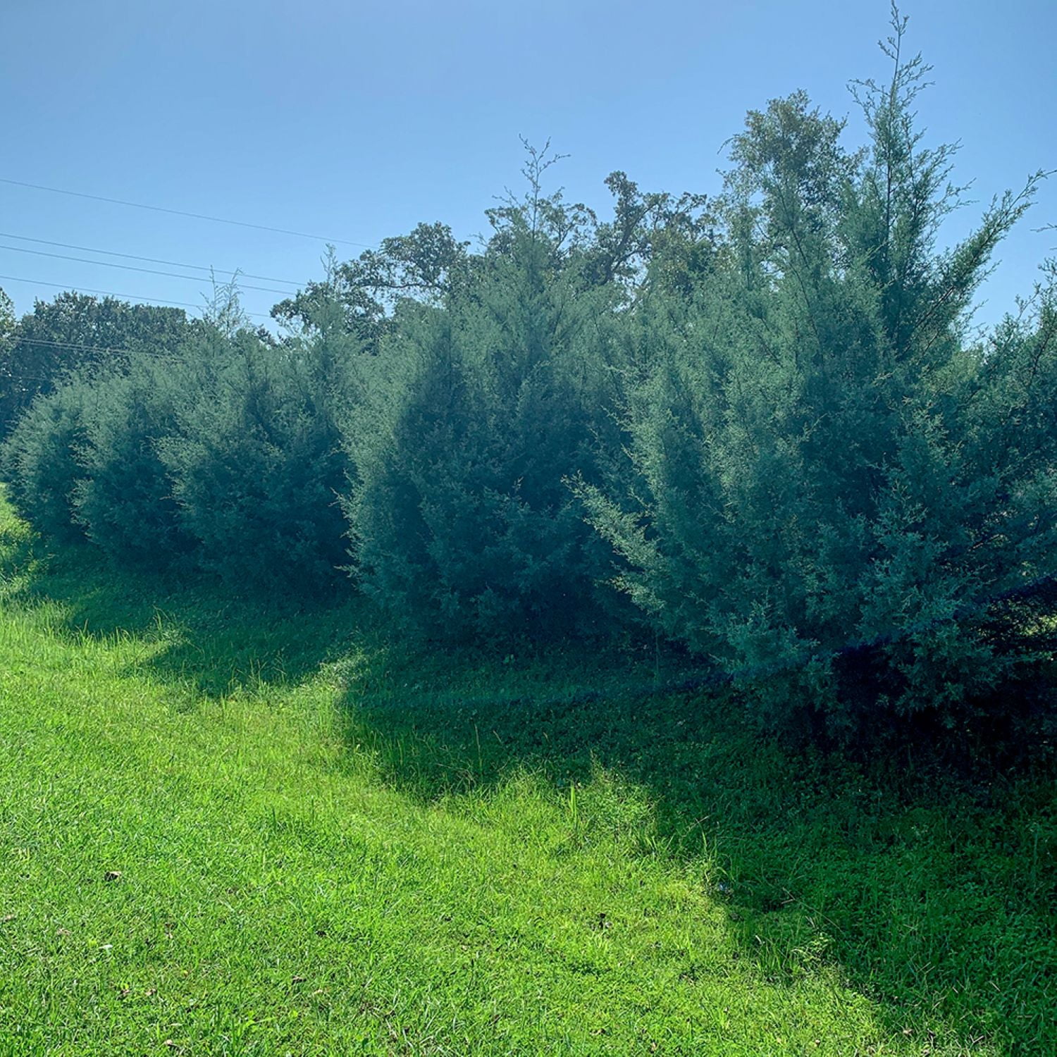 Expert Gardener Carolina Sapphire Arizona Cypress (2.5 Gallon) Evergreen Tree with Blue-Grey Foliage - Full Sun