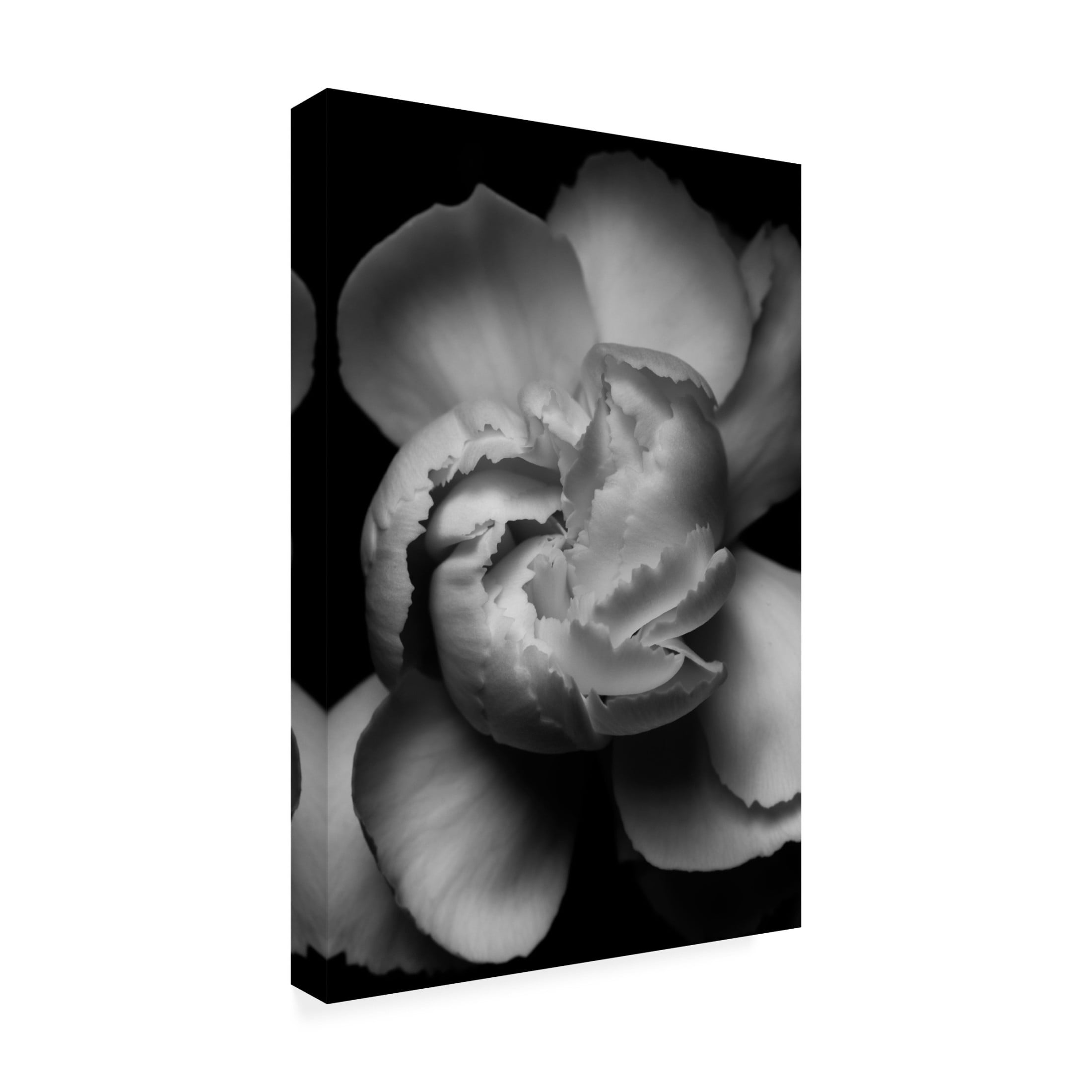 Canvas Wall Art - Francisco Ross 'White Flower' Wall Art for Living Room, Bedroom, or Office Décor by Trademark Fine Art - 30 x 47 Inches