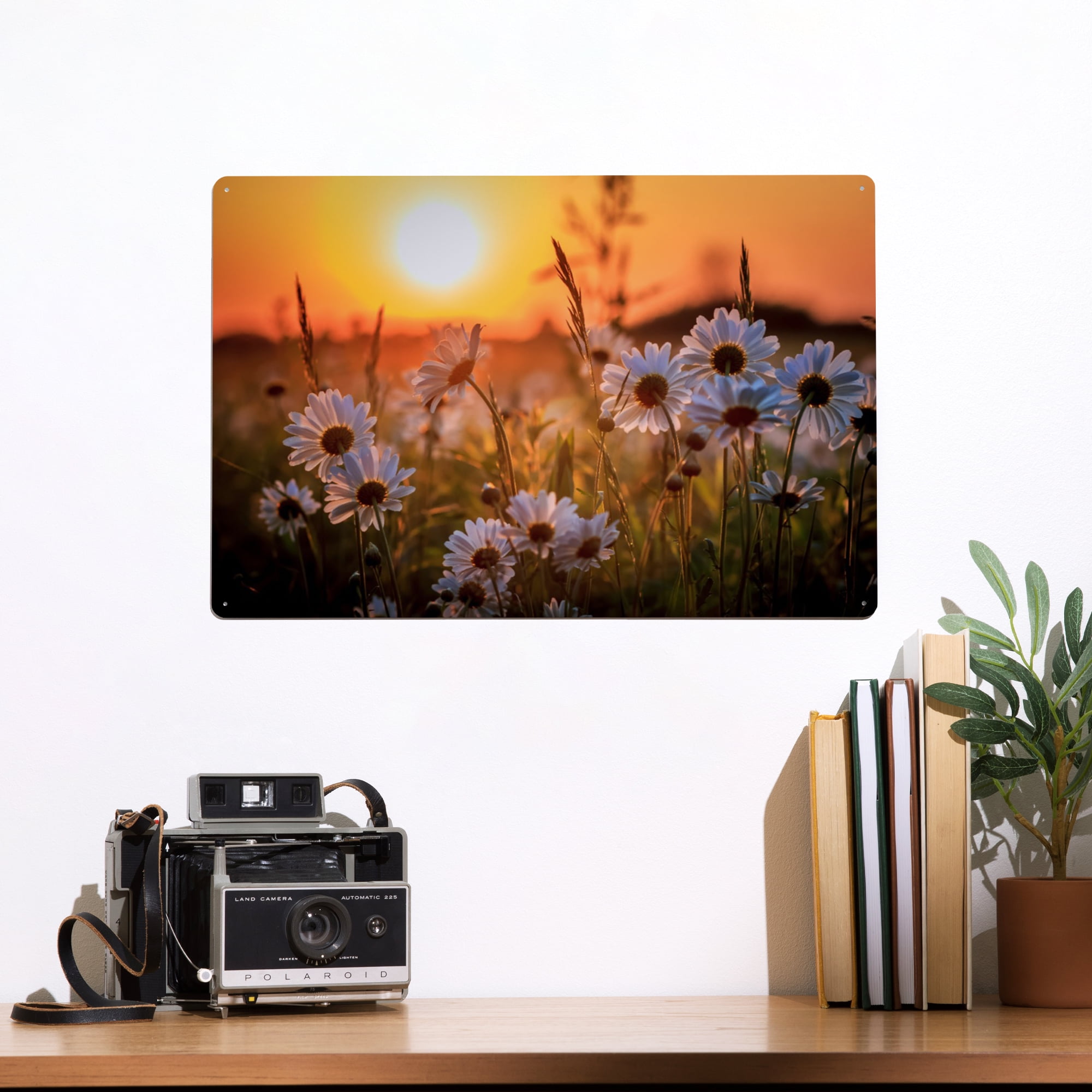 Daisy Photo, Flower Picture, Sunset Photo, Flower Photograph, Flower  Photography, Flower Decor, Flower Wall Art, Fine Art Print, Illinois  Landscape