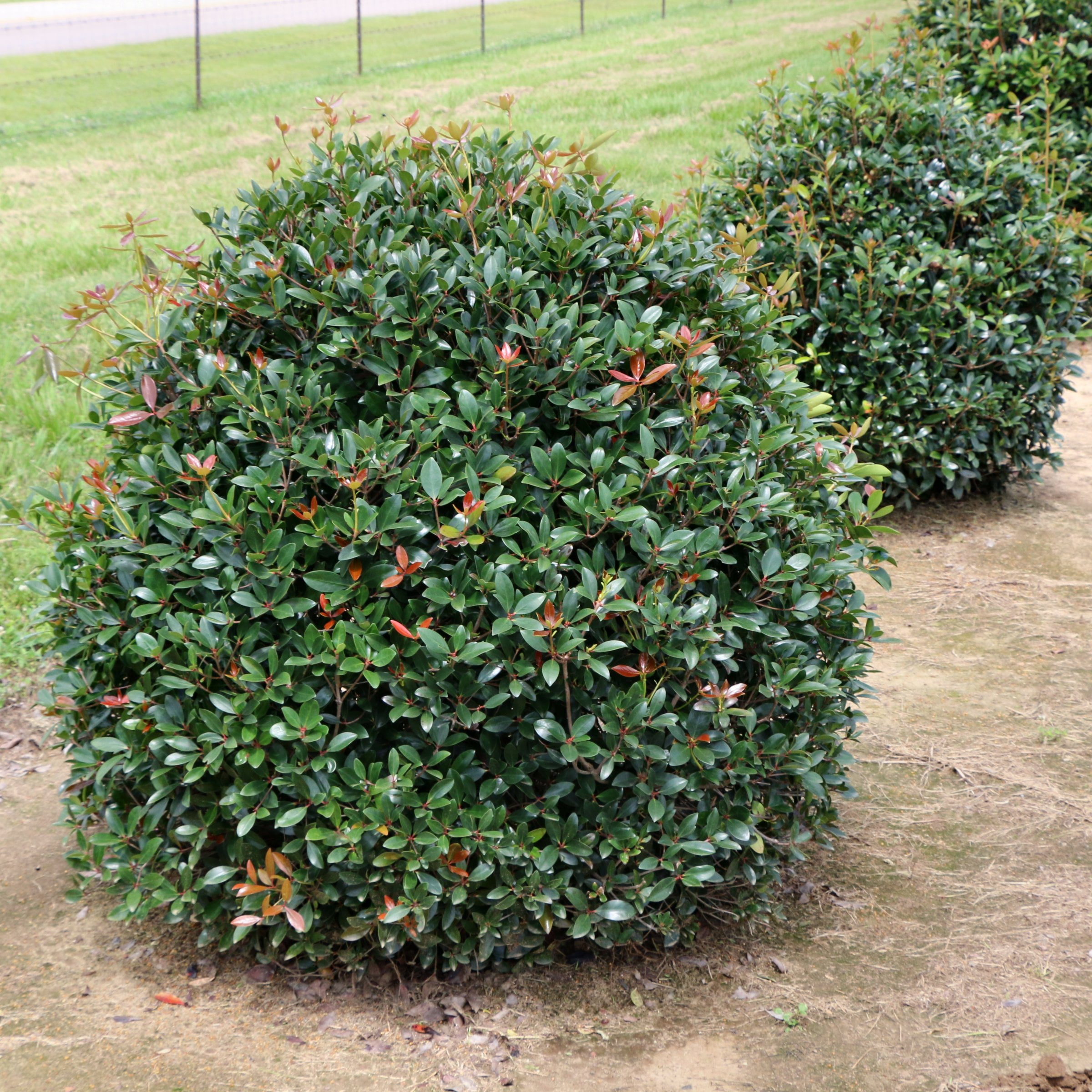 Live Shrub 1 gal Cleyera Japonica with Partial Sunlight