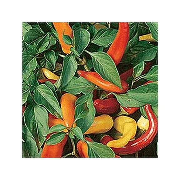 Pepper HOT Hungarian Yellow Wax Heirloom Vegetable by Seed Kingdom Bulk 1 Lb Seeds
