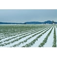 thumbnail image 2 of Dana Styber 32x23 White Modern Wood Framed Wall Art Titled - Snowy Daffodils II, 2 of 5
