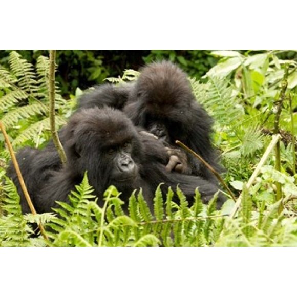 Pair of Gorillas, Volcanoes National Park, Rwanda Poster Print by Joe & Mary Ann McDonald (16 x 11)