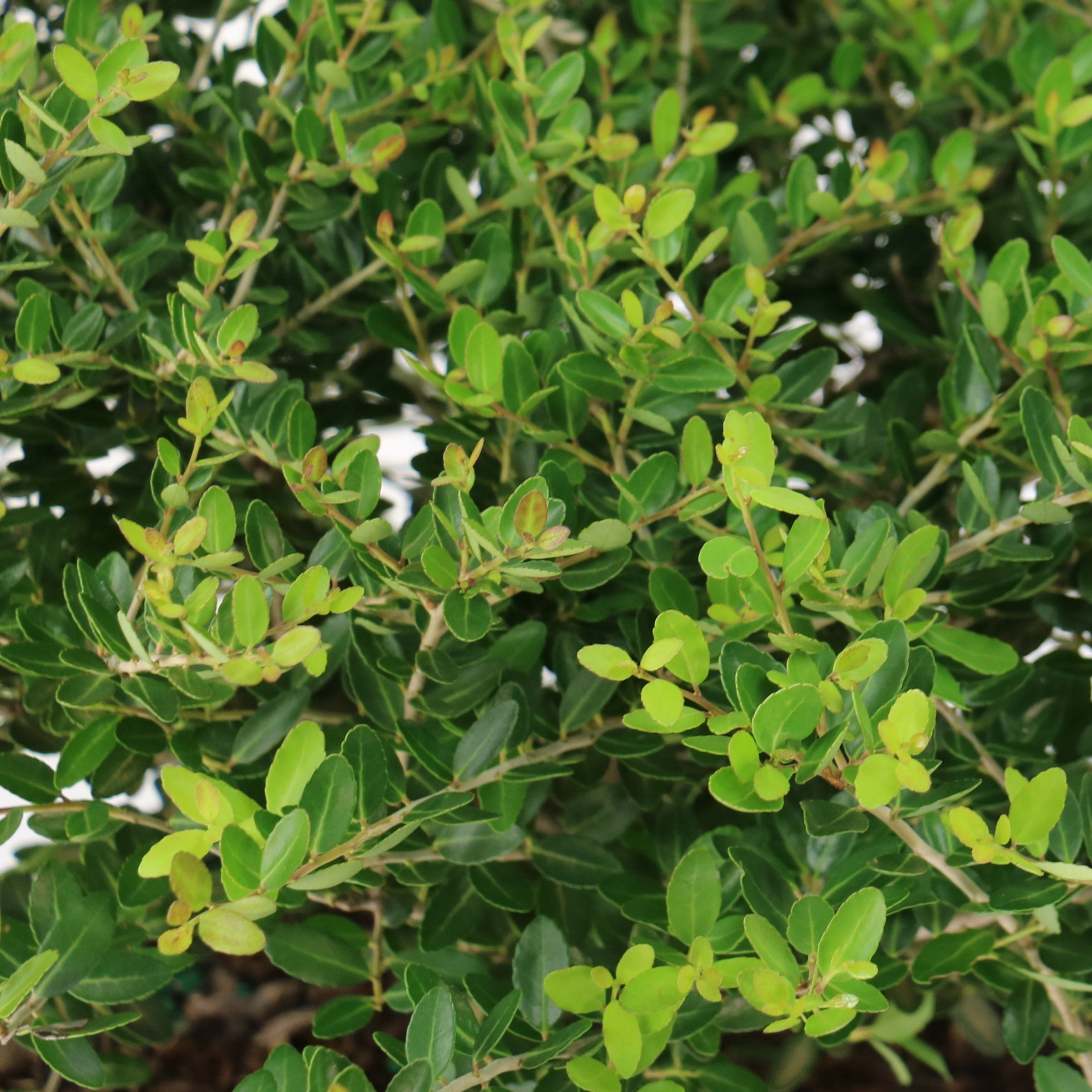 National Plant Network 3 gal. Ilex Taylor's Rudolph Dwarf Yaupon