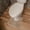 Beige, variant on Toilet Rug,U Shaped Toilet Rug,Bathroom Floor Mat,20*20IN Toilet Rugs U Shaped,Non Slip & Super Absorbent Extra Thick Soft, Washable Bath Mats for Bathroom Floor(Beige)