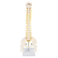 thumbnail image 1 of 45cm Flexible 1:1 Adulte Modèle de Colonne Lombaire Pliable Modèle de Squelette Humain avec Disque Spinal Modèle de Bassin, 1 of 5