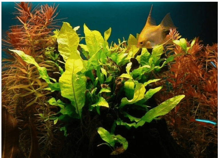 Java Fern Live Aquarium Plant (Microsorum pteropus)