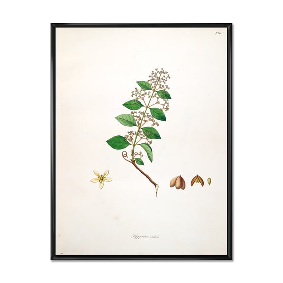 Designart 'Ancient Botanicals I' Farmhouse Framed Canvas Wall Art Print