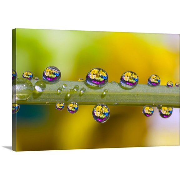 Great BIG Canvas | "Water Drops On A Flower Stem" Canvas Wall Art - 48x32