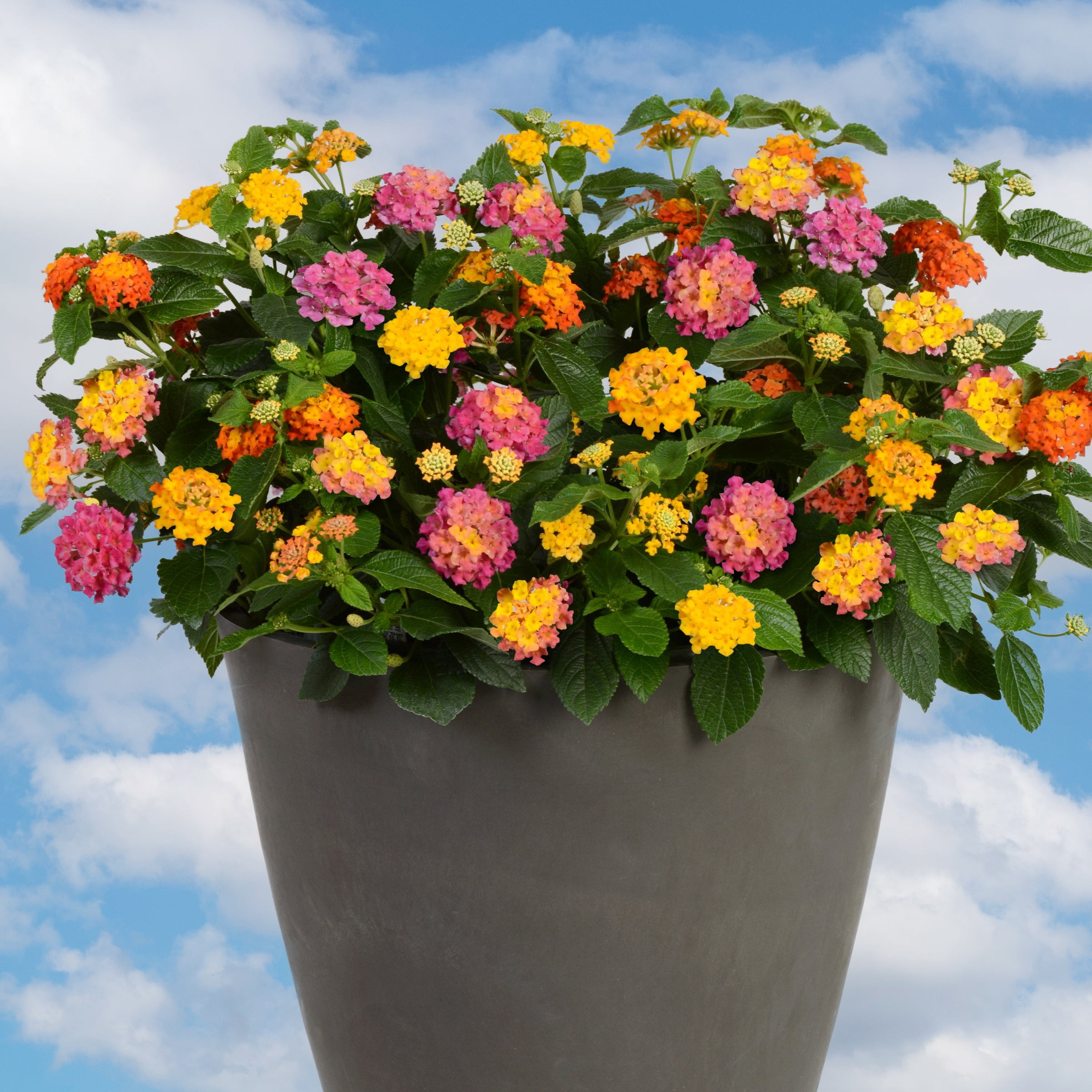 4 in. Lantana 3-N-1 Lucky Charm Live Annual Plant with Multicolor Flowers (3-Pack)