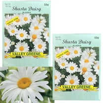 Valley Greene 150mg Shasta Daisy Alaska Seeds :2CT