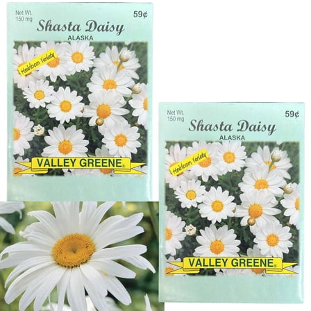 Valley Greene 150mg Shasta Daisy Alaska Seeds :2CT