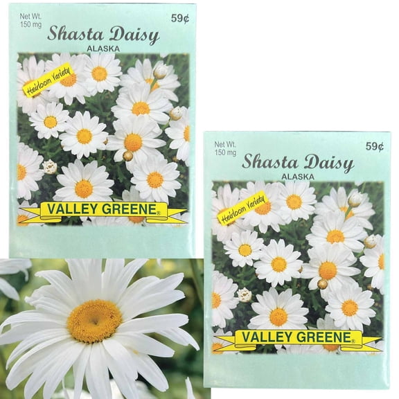 Valley Greene 150mg Shasta Daisy Alaska Seeds :2CT