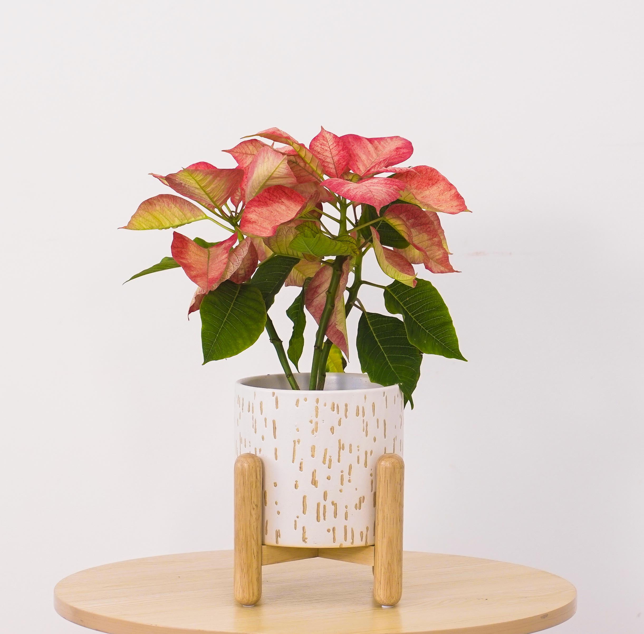 Better Homes & Gardens 6"D x 5.5"H Ceramic & Wood Planter & Stand Set, White