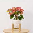 thumbnail image 6 of Better Homes & Gardens 6"D x 5.5"H Ceramic & Wood Planter & Stand Set, White, 6 of 8