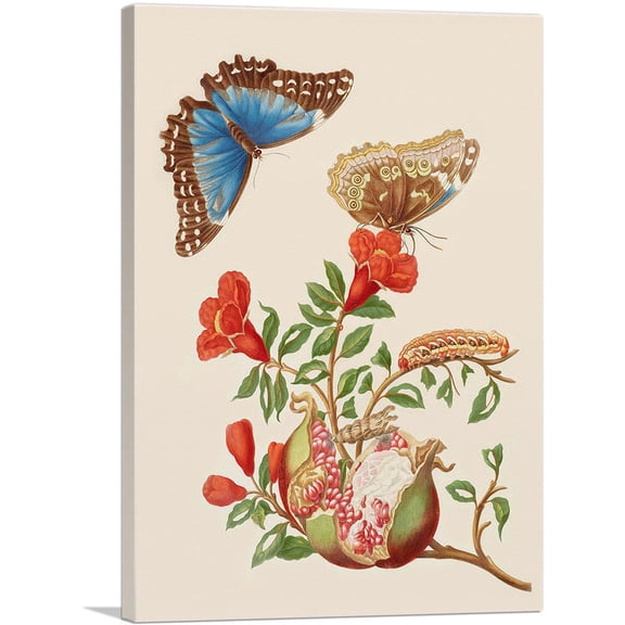 ARTCANVAS Pomegranate And Menelaus Blue Morpho Butterfly 1702 Canvas Art Print by Maria Sibylla Merian - Size: 26" x 18" (1.50" Deep)