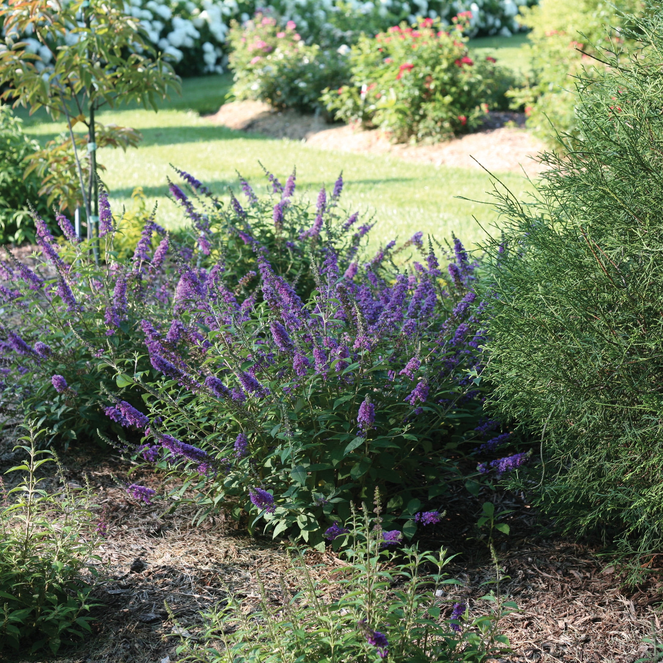 Proven Winners ColorChoice 5" Lo & Behold 'Blue Chip Jr.' Butterfly Bush Live Plant in 4.5" Pot (4 Count)