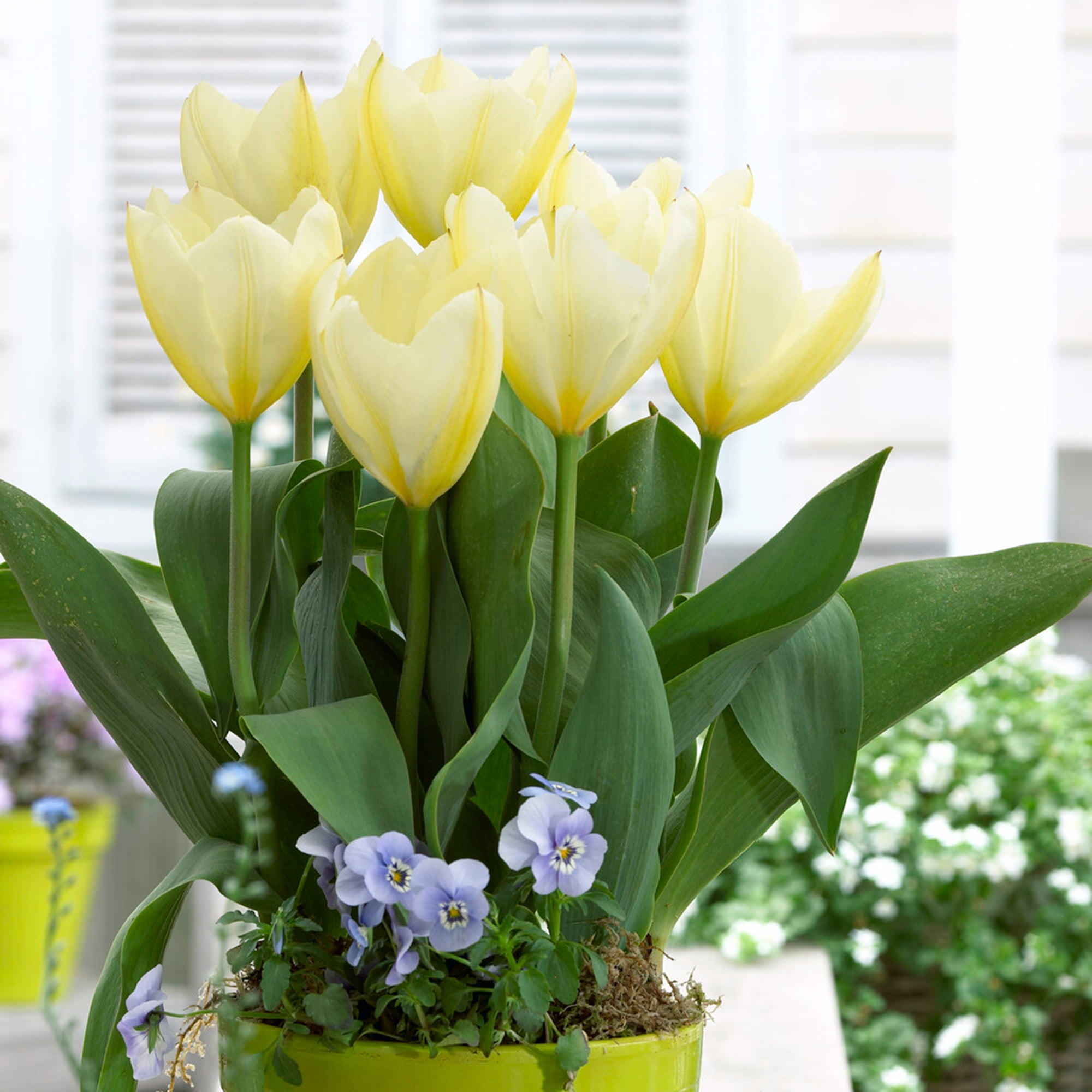 Garden State Bulb Fosteriana White Emperor Tulip Flower Bulbs, 12/+ cm (Bag of 25)