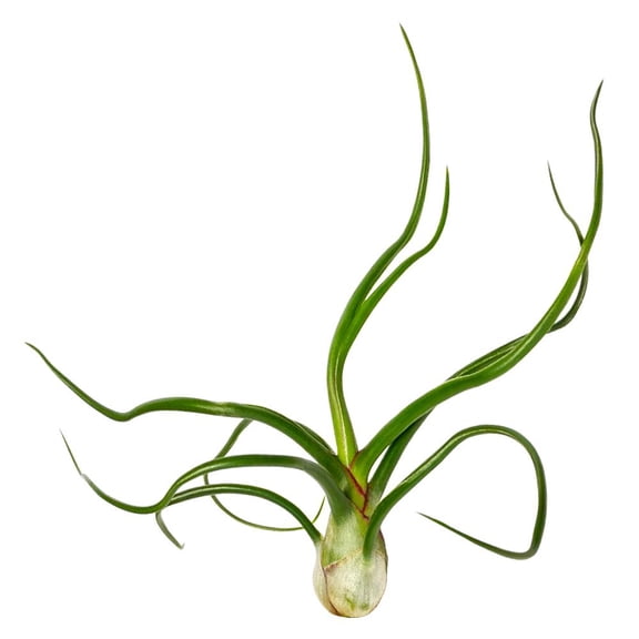 Tillandsia Bulbosa Belize Air Plant, Unique Air Plants Gift Ideas