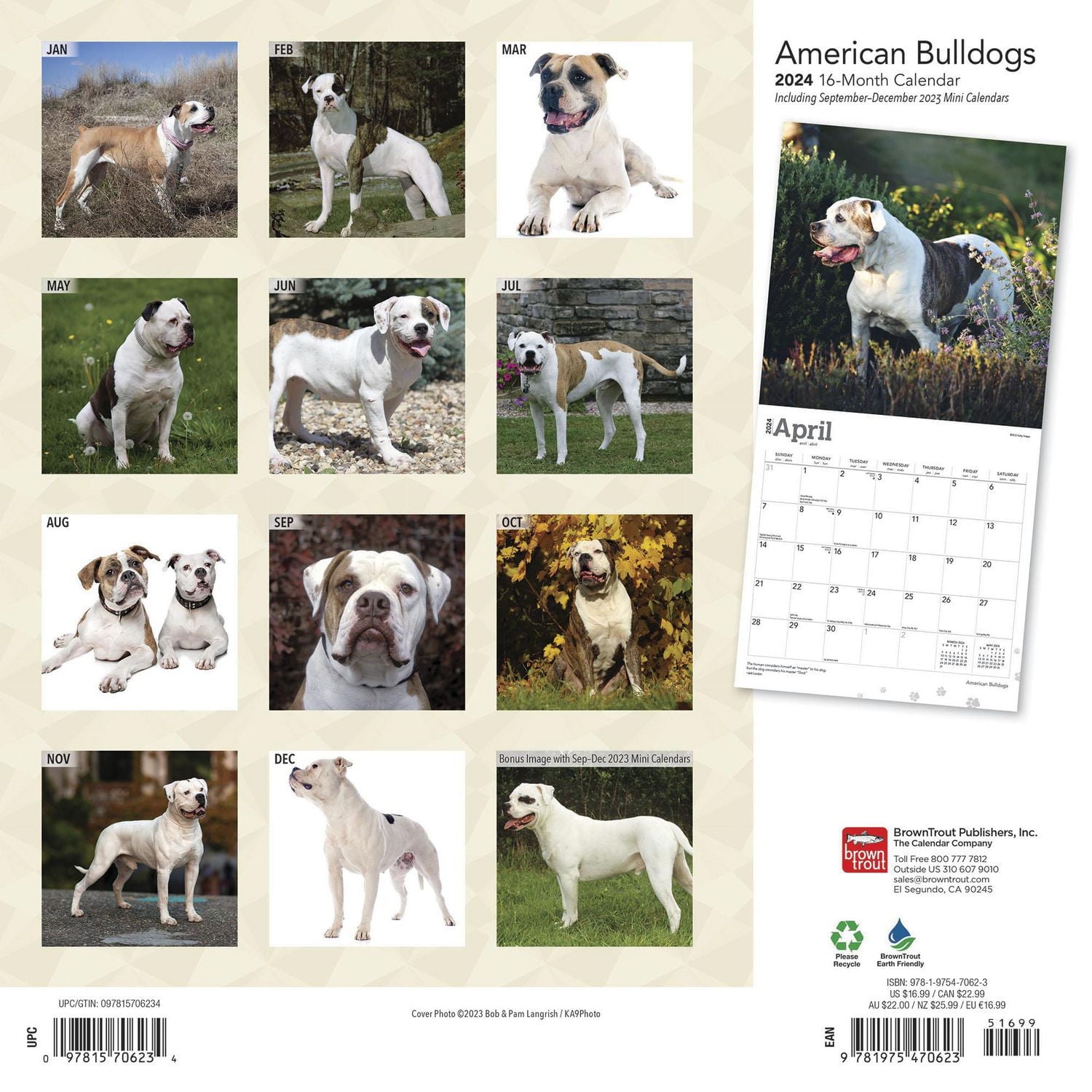 BrownTrout American Bulldogs 2024 12x24 Inch Square Wall Calendar, 9781975470623