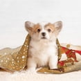 thumbnail image 4 of Naloa Christmas Snowman Gift Dog Blanket, 3 Sizes Cat Blanket for Indoor Cats Large Medium Small Dog Gifts-Small, 4 of 8