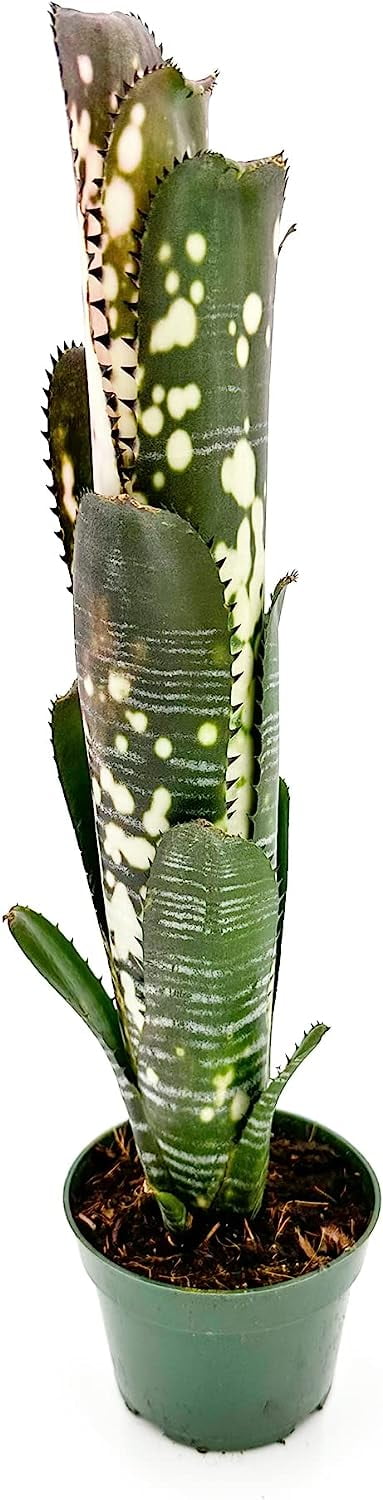 ragnaroc Live Plants 8-12" Dark Green Billbergia Domino Live Plants in 4" Grower Pot